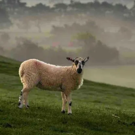 Inglewood Apartment, Ingleton, Yorkshire Dales National Park, Famous Three Peaks, Near The District, Pets Are Welcome Apartmán